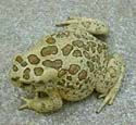 bufo_mauritanicus_femel1