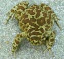 bufo_mauritanicus_male_couleur_exept2