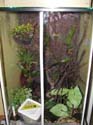 callulina_kreffti_terrarium