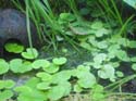 cardamine_lyrata