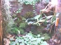 cardamine_lyrata2