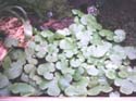 cardamine_lyrata3