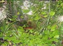cardamine_lyrata5_invasion terrarium avril_2006
