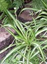 chlorophytum comosum