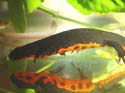 cynops_orientalis1