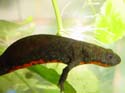 cynops_orientalis2