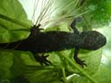 cynops_orientalis3