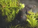 cynops_orientalis4