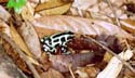 d_auratus_hugo_claessen