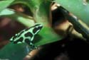 d_auratus_john_white