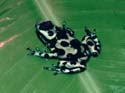 d_auratus_william_flaxington