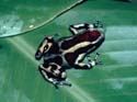 d_auratus_william_flaxington2