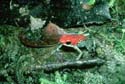 d_granuliferus_dr._peter_weish