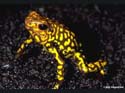 d_histrionicus_male reto_siegenthaler