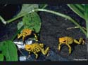 d_histrionicus_reto_siegenthaler1