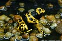 d_leucomelas_john_clare