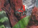 d_reticulatus