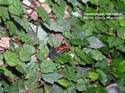 d_reticulatus_merminod
