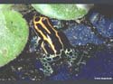 d_ventrimaculatus_femelle reto_siegenthaler