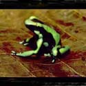 dendrobate_auratu