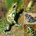 dendrobate_auratus2