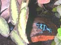 dendrobate_auratus_bleu
