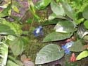 dendrobates azureus et epipedobates tricolor