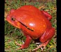 discophus_antongilii