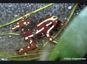e_tricolor_male_tetards reto_siegenthaler