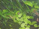 epipedobates_tricolor_brune1