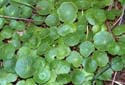 Hydrocotyle vulgaris