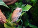 leptopelis uluguruensis male jeune