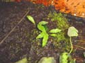 microsorum_pteropus