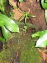 mousse_jardin2