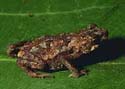 n_occidentalis