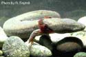 necturus2