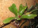 neoregelia_fireball