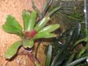 Neoregelia fireball