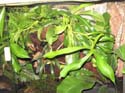 nepenthes_alata2