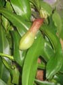 nepenthes_alata_urne