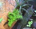 nephrolepis_marisa