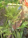 nephrolepsis_marissa2