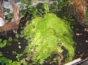 nephrolepsis_marissa3