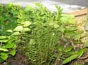 nephrolepsis_sp