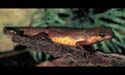 notophtalmus_adulte
