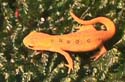 notophtalmus_jeune_2