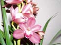 Photo de Cymbidium