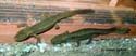 paramesotriton_caudopunctatus_couple