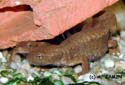 paramesotriton_caudopunctatus_parade