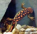 paramesotriton_fuzhongensis